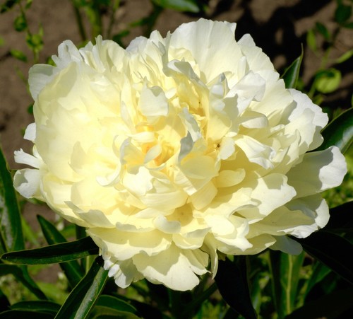 2500x yellow peony - yellow, papaver