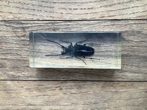 Large bug insect resin - large,