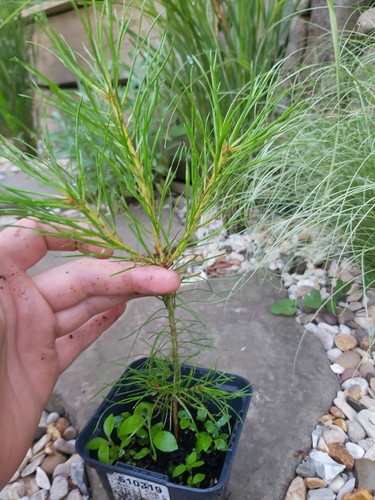Scottish pine seedling - scottish,