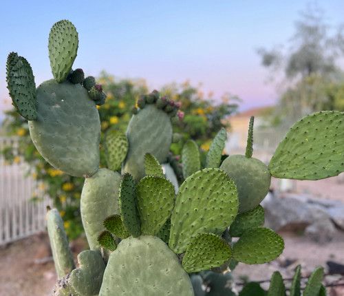 Live prickly pear paddle - live,