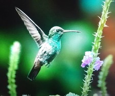 LALIQUE HUMMING BIRD EXQUISITE