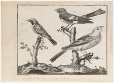 Francois-Nicolas Martinet (1731-1804) - 19th Century Engraving, Grosbeaks