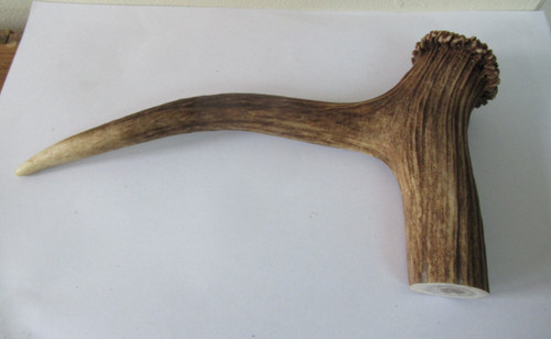 Red deer stag antler - red, coronet