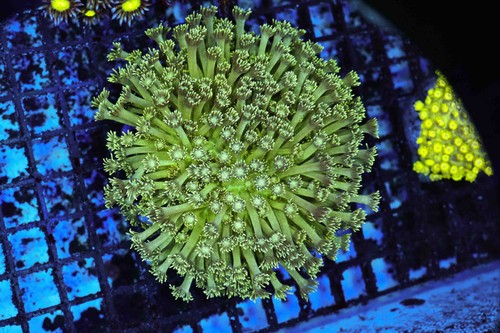 Swamp goniopora coral colony - coral,