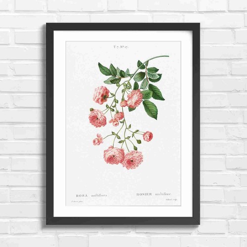Botanical vintage pink rose - botanical,