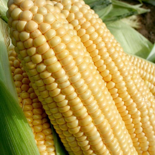 Goldcrest sweetcorn seeds - goldcrest,