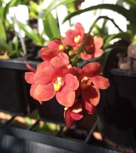 Rare sarcochilus kulnura taser - rare,