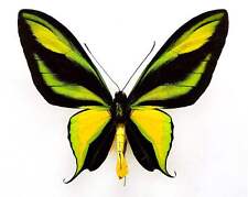 Ornithoptera paradisea