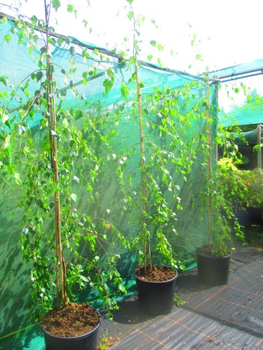 9ft 10ft inc pot 15litre - ,