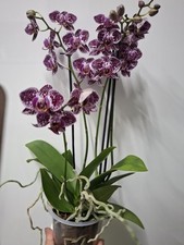 Purple flower Phalaenopsis Orchid plant with 4 stems. Indoor Plants. 