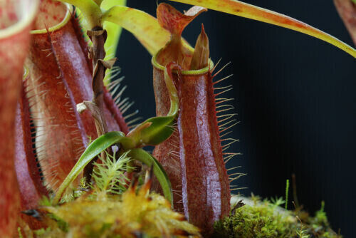 Nepenthes gracilis - nepenthes,