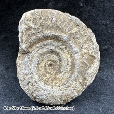 Somerset ammonite fossil