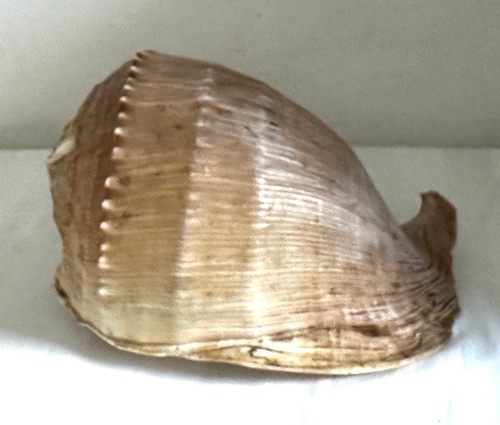 Large helmet sea - helmet,