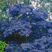 Ceanothus Concha Evergreen
