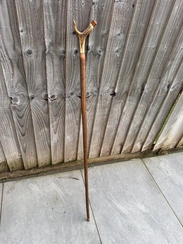 Exquisite antique stag antler - exquisite,