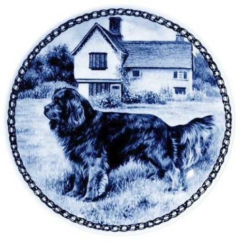 Cavalier king charles spaniel - cavalier,