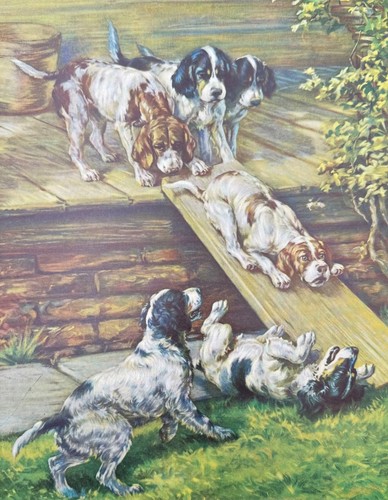 Vintage 8x10 english - 8x10, setter