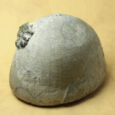 Fossil Sea Urchin Echinocorys conica from Höver 8.5x6.2cm