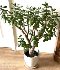 Super Large MONEY TREE Jade