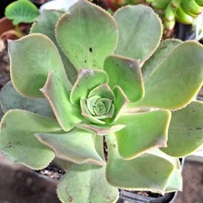 Aeonium x Holospathulatum 