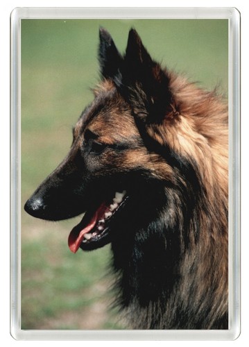 Belgian shepherd dog fridge - belgian,