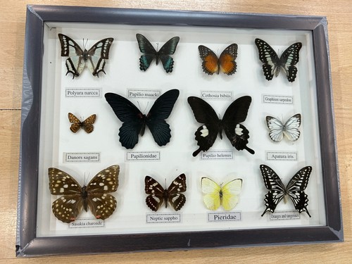 Framed taxidermy butterfly - framed,