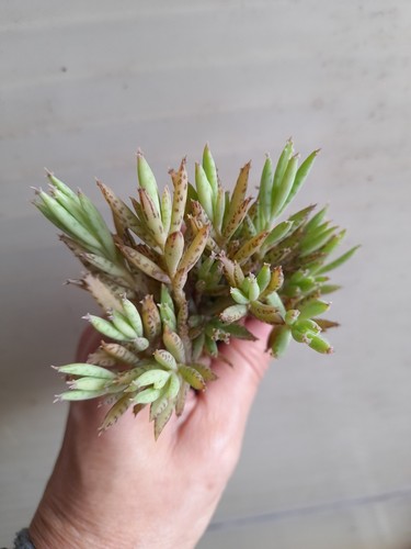 Chandelier plants - 12,