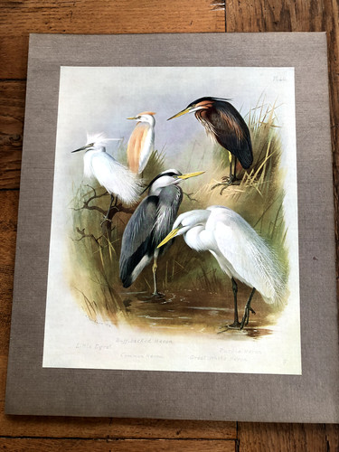 1900s large cromolithograph - , of
