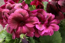 Regal Pelargonium - Aldwyck -