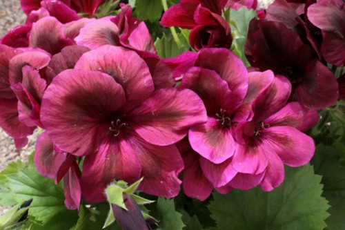 Regal pelargonium aldwyck - -,