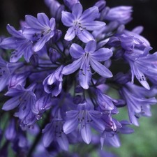 Agapanthus africanus plug