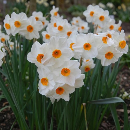 Narcissus geranium - narcissus, 'geranium'