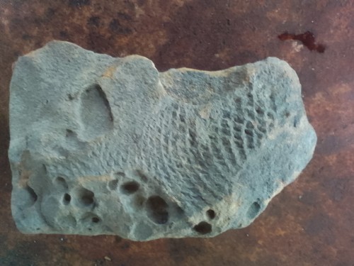 Stone fish fossil - fish,