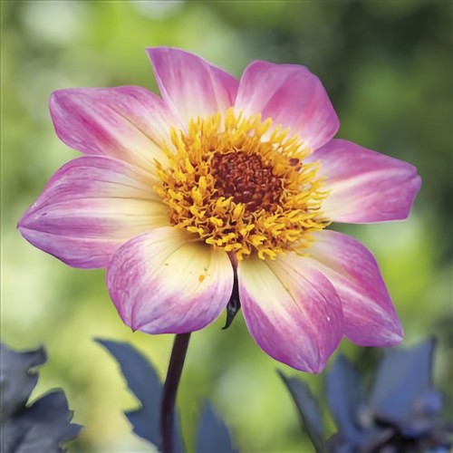 Rhs dahlia card - rhs, notelet