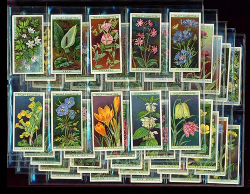 Set wild flowers - x, –