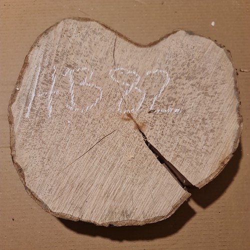 Old hornbeam burr - old,