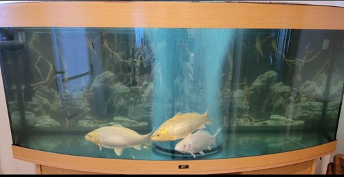 Juwel vision 450ltr glass - juwel,