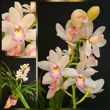 Cymbidium Pink Lip. Compact