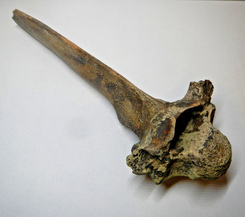 Fossil elk vertebra thoracic - fossil,