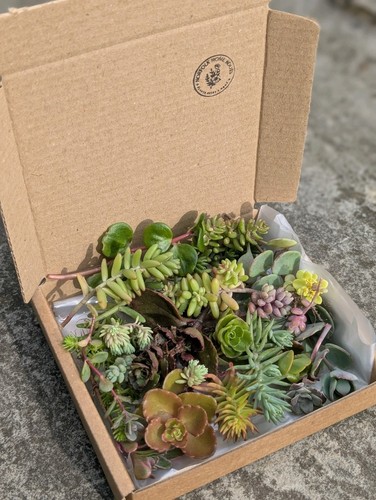 Quality assortment sedum - assortment,