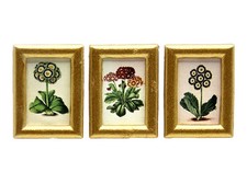Dolls House 3 Auriculas Flower