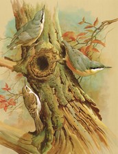 Nuthatch Tree Creeper Bird