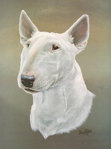 Print bull terrier - bull,