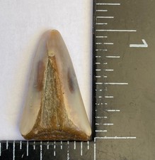 ANCESTRAL WHITE Shark Tooth - 1 inch - NATURAL FOSSIL - from South Africa
