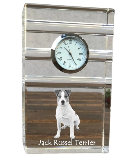 Tricolor jack russell - tricolor, terrier