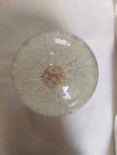 Hafod Grange Dandelion Paperweight 2.5" – Perfect Botanical Head w/ Box, Leaflet