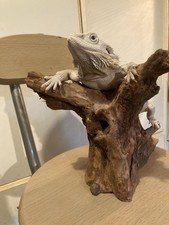 Bearded Dragon Basking Platform Reptile Habitat Accessory