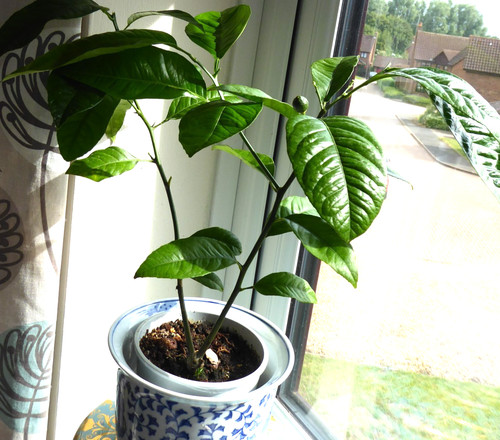 Citrus orange tree - citrus, in