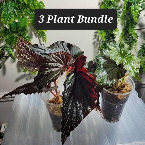Begonia spotted bundle rare - bundle,