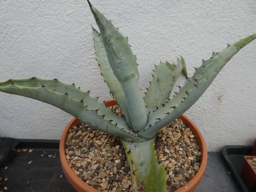 Agave marmorata shown - shown, 20cm